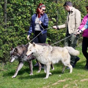 Walking With Wolves Experience
