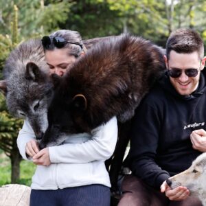 Walking With Wolves Gift Voucher