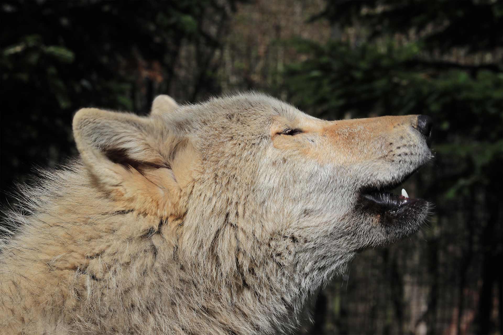A howling good Christmas