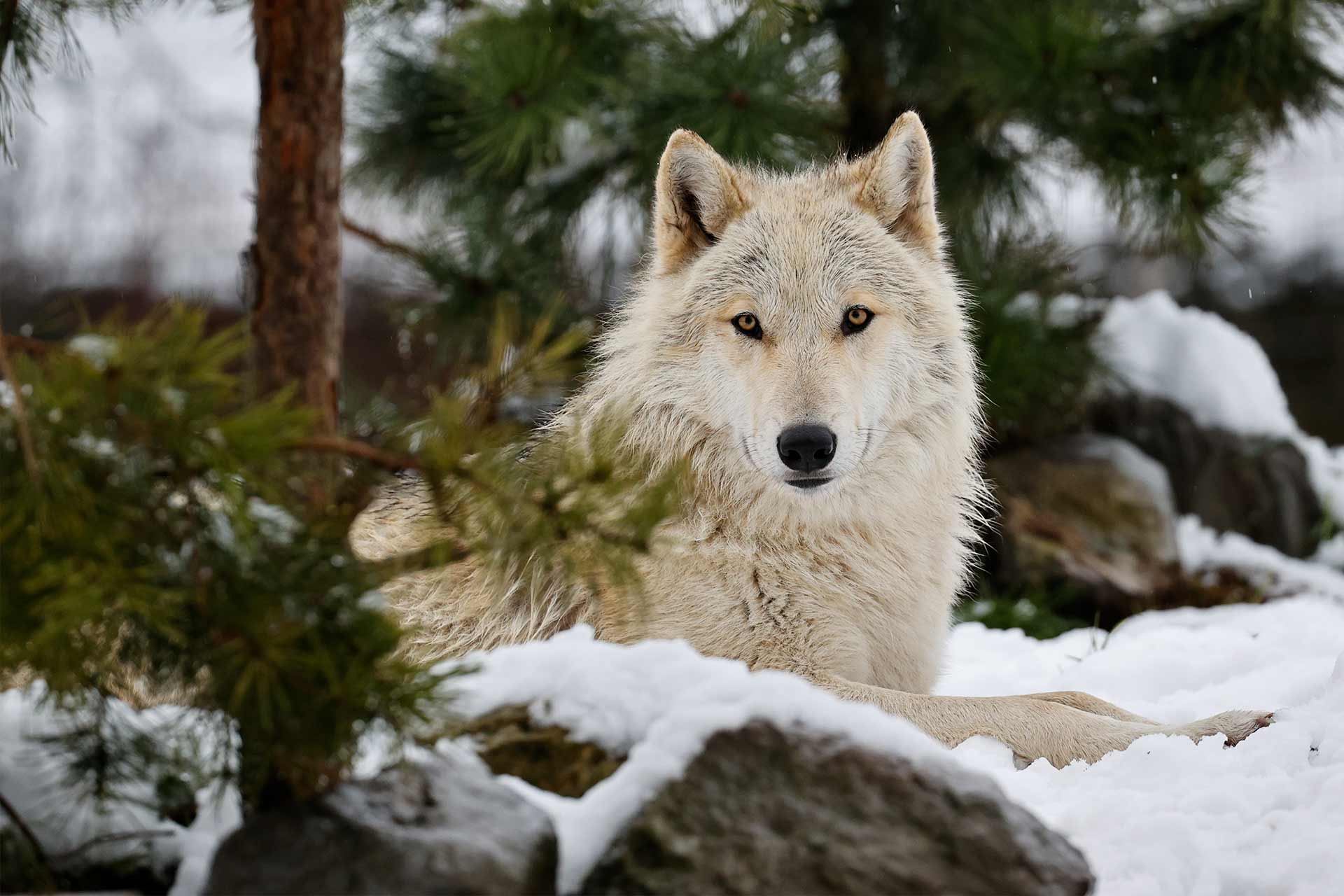 Not so bleak midwinter