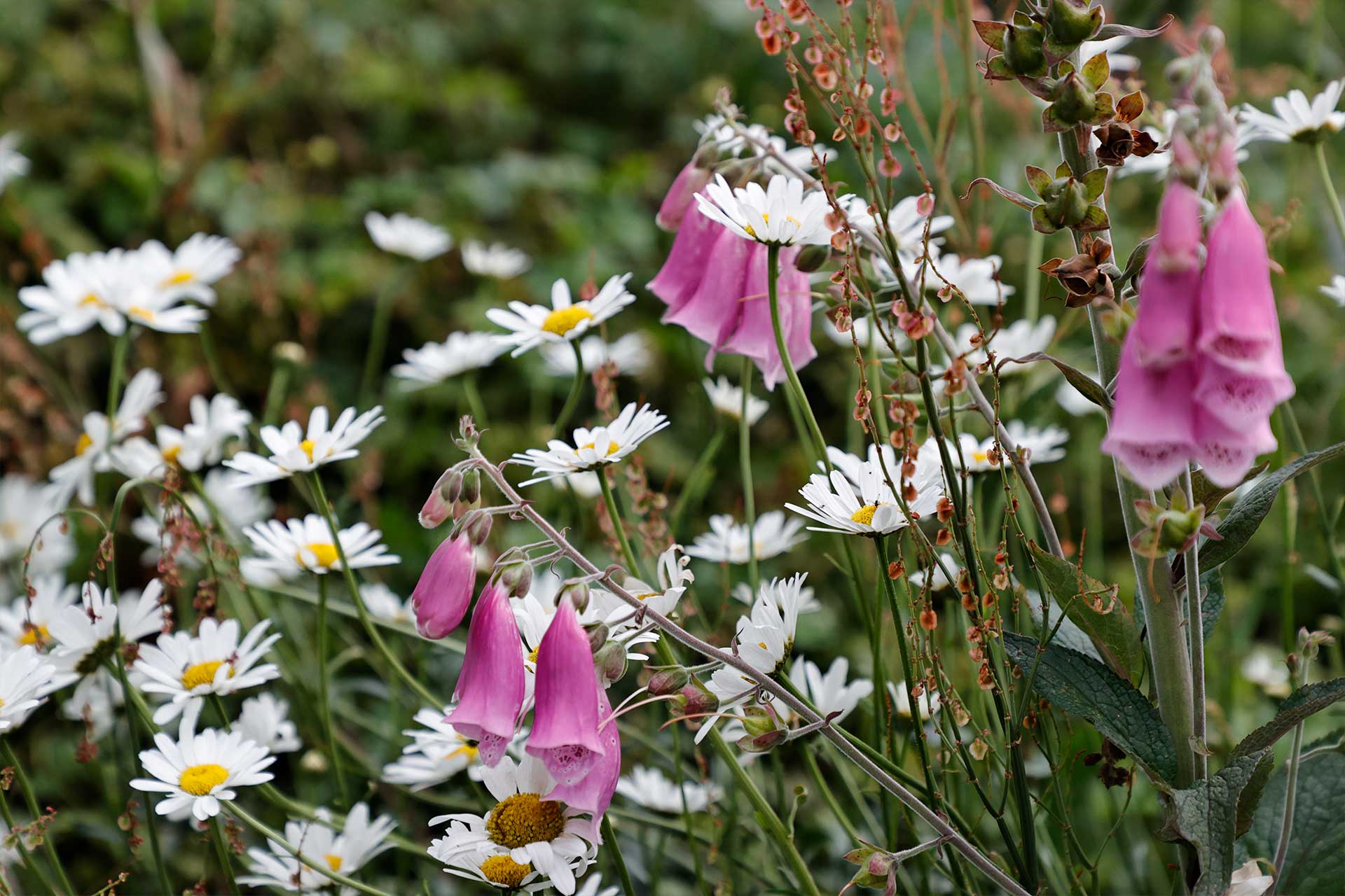 Almost spring… but still wolf weather