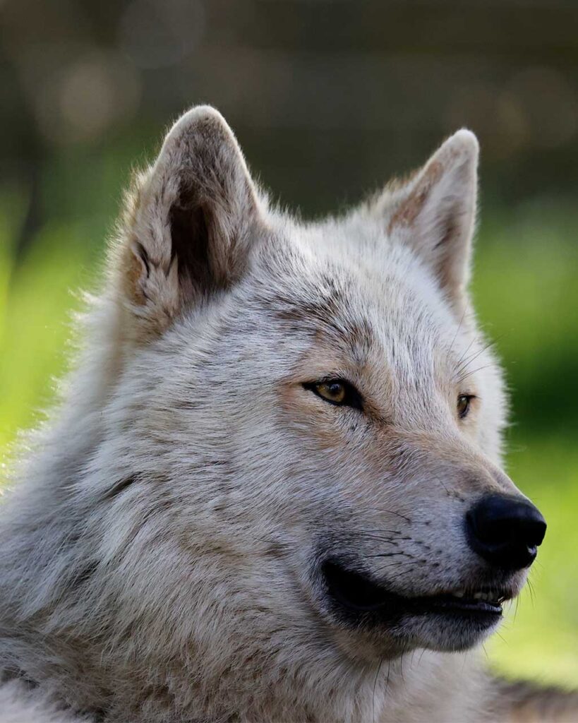 Almost spring… but still wolf weather - Predator Park