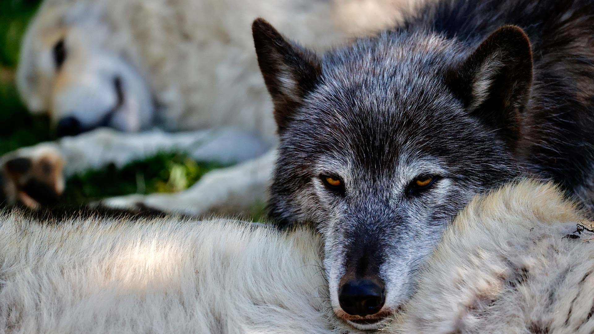 Shedding season, health checks, and the practical side of wolf care